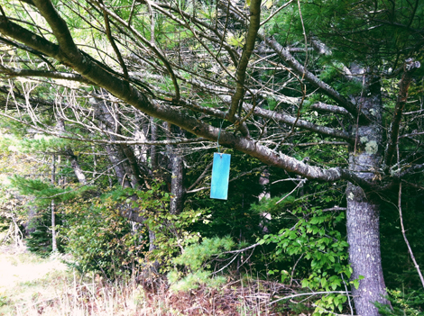 dangling blue marker
